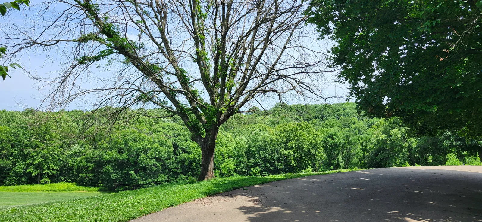 Observer Route 001 photo slideshow in Cherokee Park